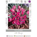 Tulipan Little Beauty purpurowy 5szt. - Cebule i Kłącza - W. Legutko