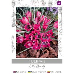 Tulipan Little Beauty purpurowy 5szt. - Cebule i Kłącza - W. Legutko Tulipan Little Beauty purpurowy 5szt. - Cebule i Kłącza - W. Legutko