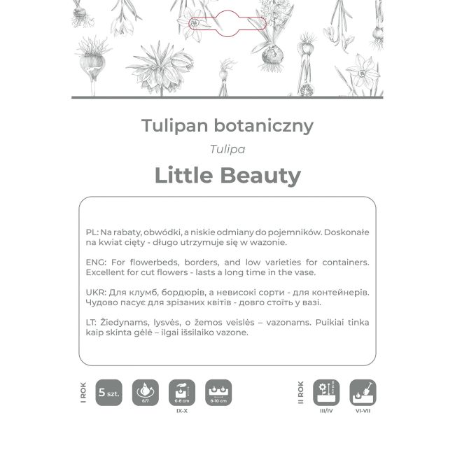 Tulipan Little Beauty purpurowy 5szt. - Cebule i Kłącza - W. Legutko