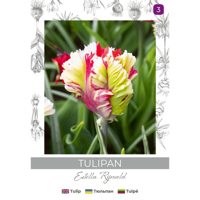 Tulipan Estella Rijnveld czerwono-biały 3szt. - Cebule i Kłącza - W. Legutko Tulipan Estella Rijnveld czerwono-biały 3szt. - Cebule i Kłącza - W. Legutko
