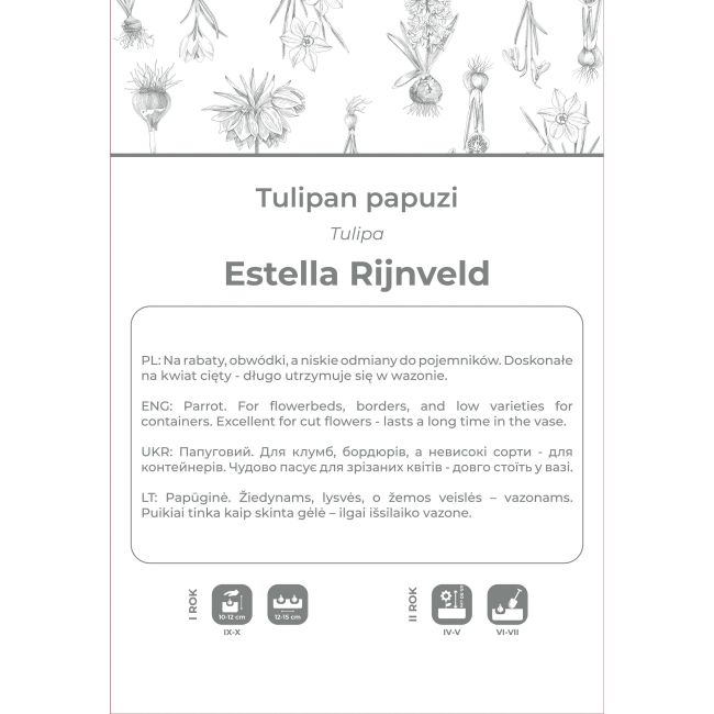 Tulipan Estella Rijnveld czerwono-biały 3szt. - Cebule i Kłącza - W. Legutko