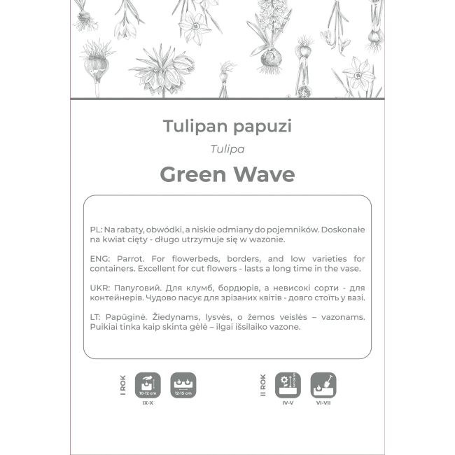 Tulipan Green Wave zielono-różowy 3szt. - Cebule i Kłącza - W. Legutko