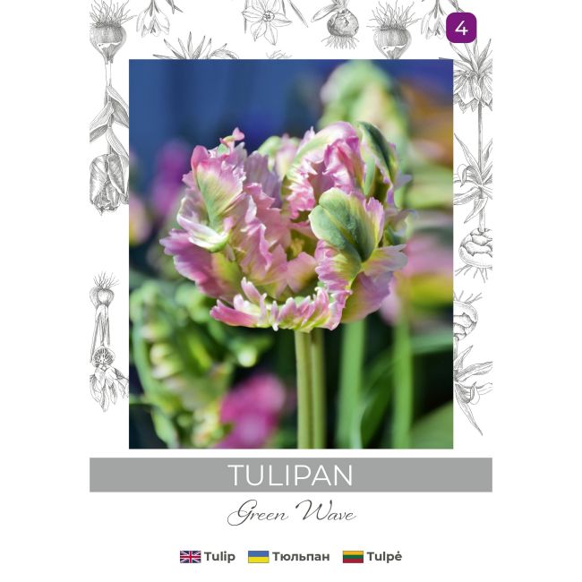 Tulipan Green Wave zielono-różowy 3szt. - Cebule i Kłącza - W. Legutko Tulipan Green Wave zielono-różowy 3szt. - Cebule i Kłącza - W. Legutko