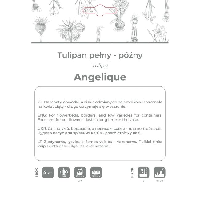 Tulipan Angelique różowy 4szt. - Cebule i Kłącza - W. Legutko