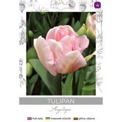Tulipan Angelique różowy 4szt. - Cebule i Kłącza - W. Legutko