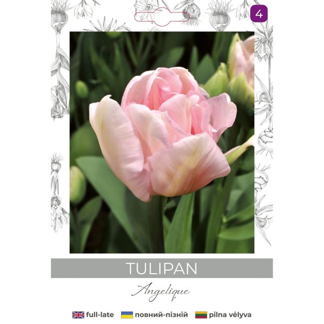 Tulipan Angelique różowy 4szt. - Cebule i Kłącza - W. Legutko Tulipan Angelique różowy 4szt. - Cebule i Kłącza - W. Legutko