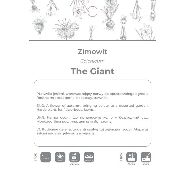 Zimowit The Giant lilaróżowy 1szt. - Cebule i Kłącza - W. Legutko