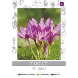 Zimowit The Giant lilaróżowy 1szt. - Cebule i Kłącza - W. Legutko Zimowit The Giant lilaróżowy 1szt. - Cebule i Kłącza - W. Legutko
