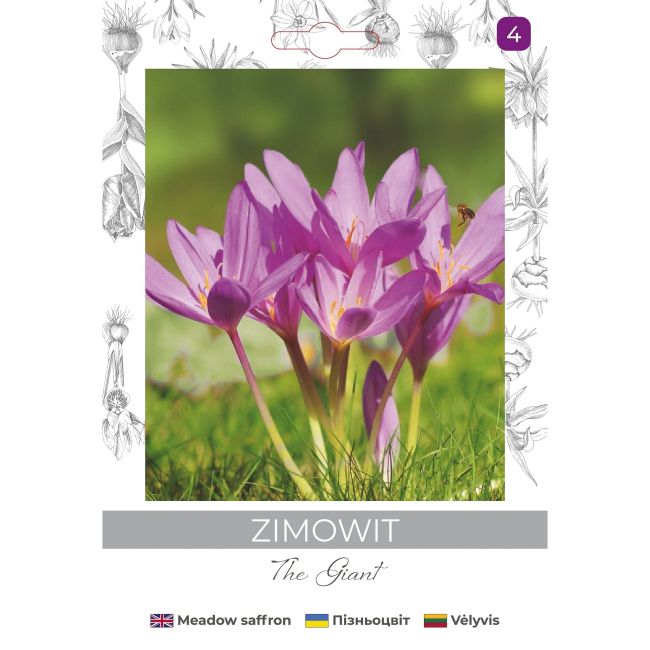 Zimowit The Giant lilaróżowy 1szt. - Cebule i Kłącza - W. Legutko Zimowit The Giant lilaróżowy 1szt. - Cebule i Kłącza - W. Legutko
