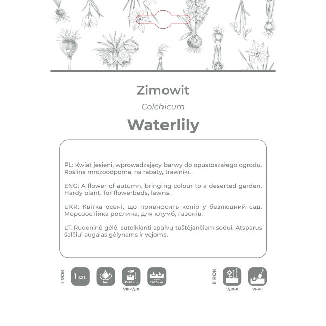 Zimowit Waterlily lilaróżowy 1szt. - Cebule i Kłącza - W. Legutko