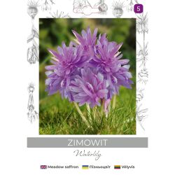 Zimowit Waterlily lilaróżowy 1szt. - Cebule i Kłącza - W. Legutko Zimowit Waterlily lilaróżowy 1szt. - Cebule i Kłącza - W. Legutko