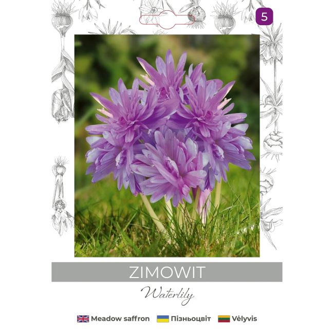Zimowit Waterlily lilaróżowy 1szt. - Cebule i Kłącza - W. Legutko Zimowit Waterlily lilaróżowy 1szt. - Cebule i Kłącza - W. Legutko