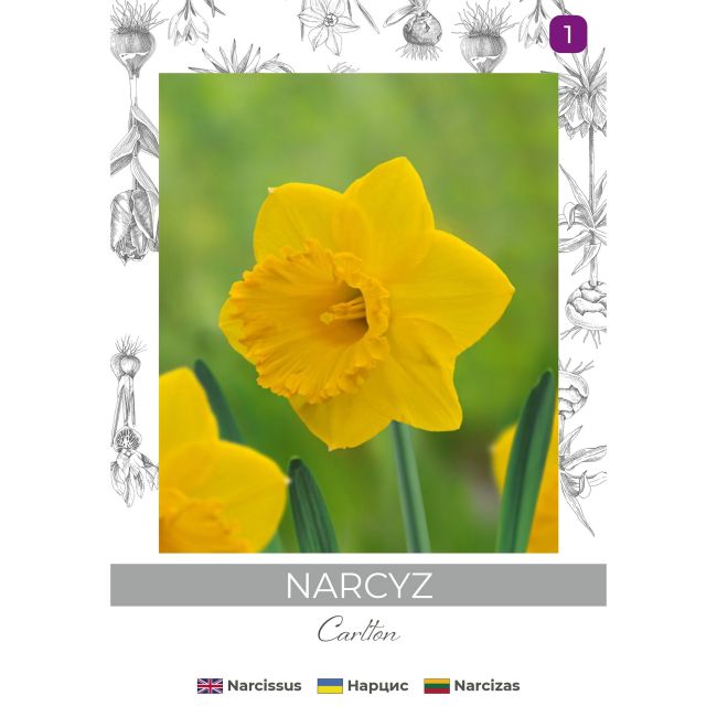 Narcyz Carlton żółty 3szt. - Cebule i Kłącza - W. Legutko Narcyz Carlton żółty 3szt. - Cebule i Kłącza - W. Legutko