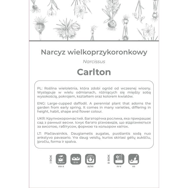 Narcyz Carlton żółty 3szt. - Cebule i Kłącza - W. Legutko
