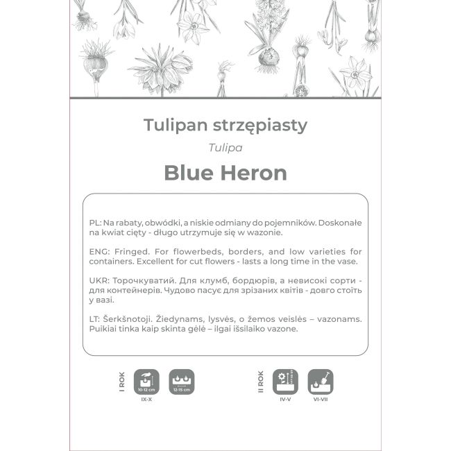 Tulipan Blue Heron fioletowy 3szt. - Cebule i Kłącza - W. Legutko