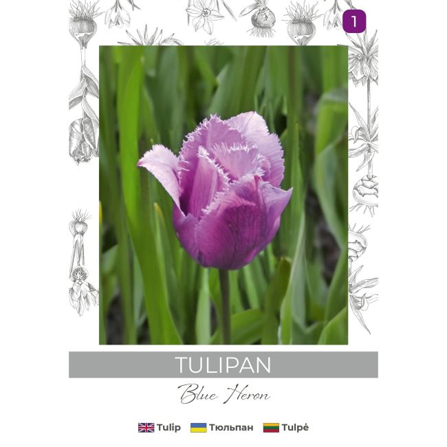 Tulipan Blue Heron fioletowy 3szt. - Cebule i Kłącza - W. Legutko