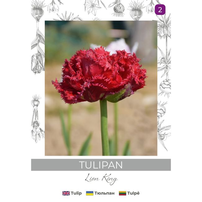 Tulipan Lion King czerwony 3szt. - Cebule i Kłącza - W. Legutko Tulipan Lion King czerwony 3szt. - Cebule i Kłącza - W. Legutko