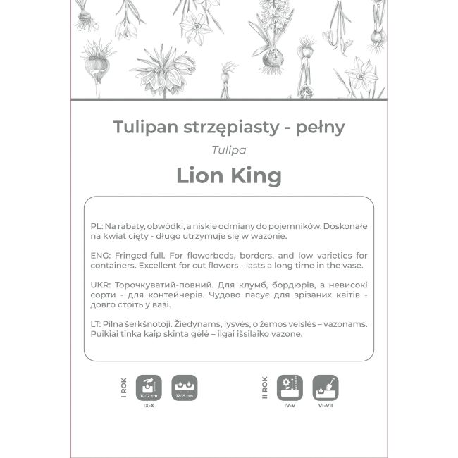 Tulipan Lion King czerwony 3szt. - Cebule i Kłącza - W. Legutko