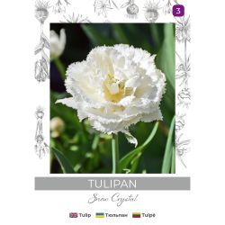 Tulipan Snow Crystal biały 3szt. - Cebule i Kłącza - W. Legutko Tulipan Snow Crystal biały 3szt. - Cebule i Kłącza - W. Legutko