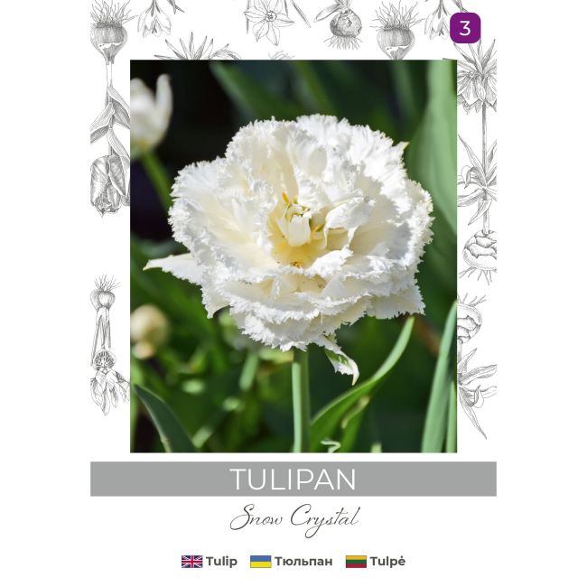 Tulipan Snow Crystal biały 3szt. - Cebule i Kłącza - W. Legutko Tulipan Snow Crystal biały 3szt. - Cebule i Kłącza - W. Legutko