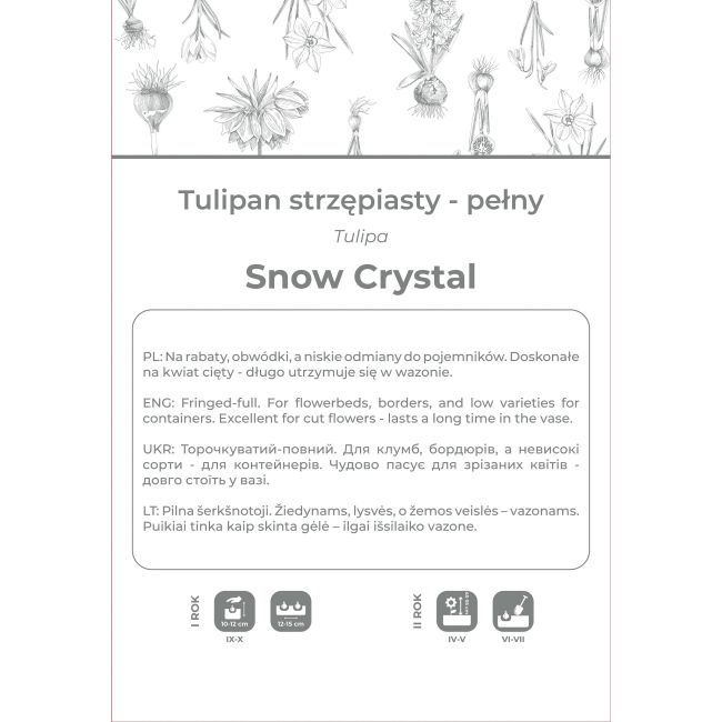Tulipan Snow Crystal biały 3szt. - Cebule i Kłącza - W. Legutko