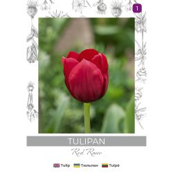 Tulipan Red Rover czerwony 4szt. - Cebule i Kłącza - W. Legutko Tulipan Red Rover czerwony 4szt. - Cebule i Kłącza - W. Legutko