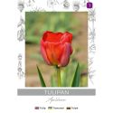 Tulipan Apeldoorn czerwony 4szt. - Cebule i Kłącza - W. Legutko