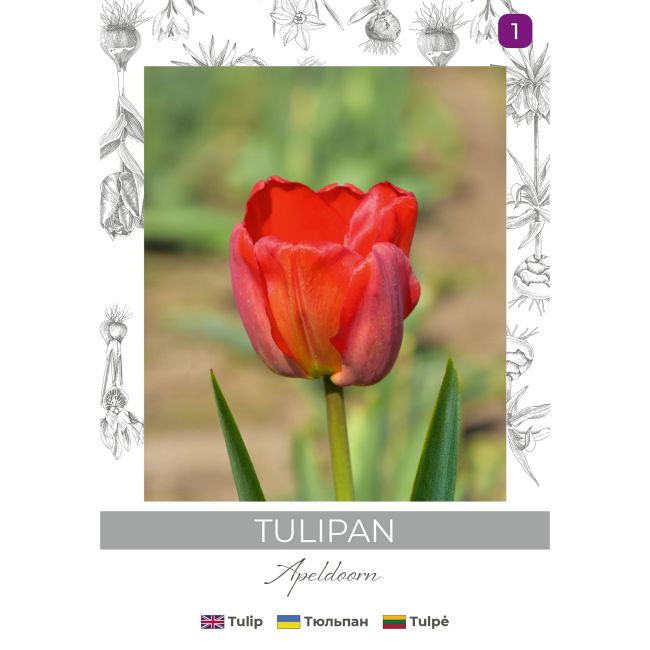 Tulipan Apeldoorn czerwony 4szt. - Cebule i Kłącza - W. Legutko Tulipan Apeldoorn czerwony 4szt. - Cebule i Kłącza - W. Legutko