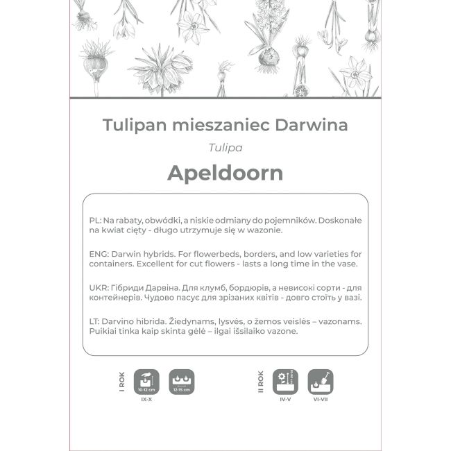 Tulipan Apeldoorn czerwony 4szt. - Cebule i Kłącza - W. Legutko
