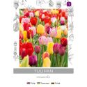 Tulipan Triumph mieszanka 4szt. - Cebule i Kłącza - W. Legutko