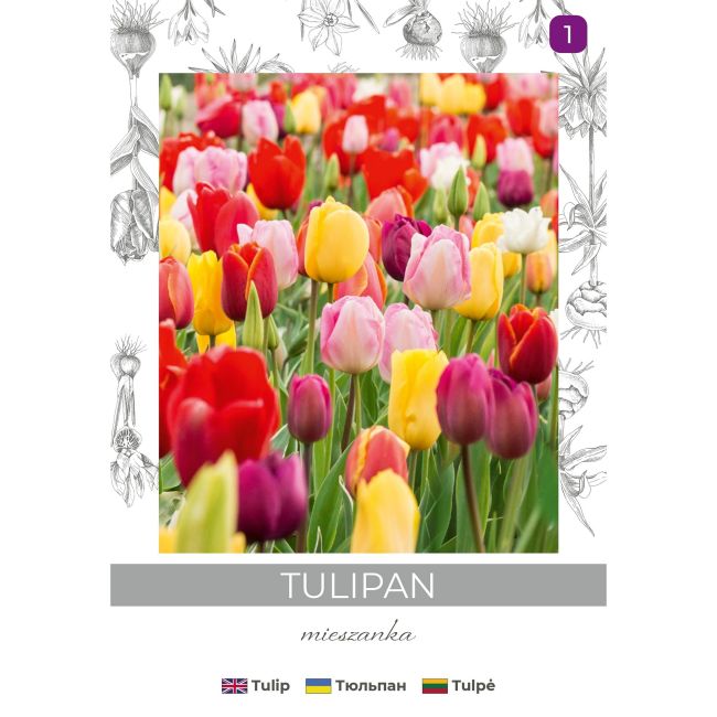 Tulipan Triumph mieszanka 4szt. - Cebule i Kłącza - W. Legutko