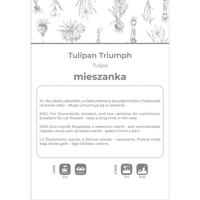 Tulipan Triumph mieszanka 4szt. - Cebule i Kłącza - W. Legutko