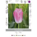Tulipan Page Polka biało-różowy 4szt. - Cebule i Kłącza - W. Legutko