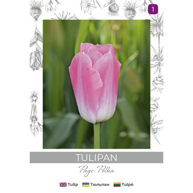Tulipan Page Polka biało-różowy 4szt. - Cebule i Kłącza - W. Legutko