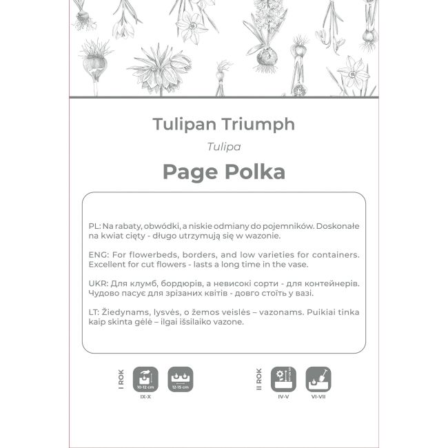 Tulipan Page Polka biało-różowy 4szt. - Cebule i Kłącza - W. Legutko