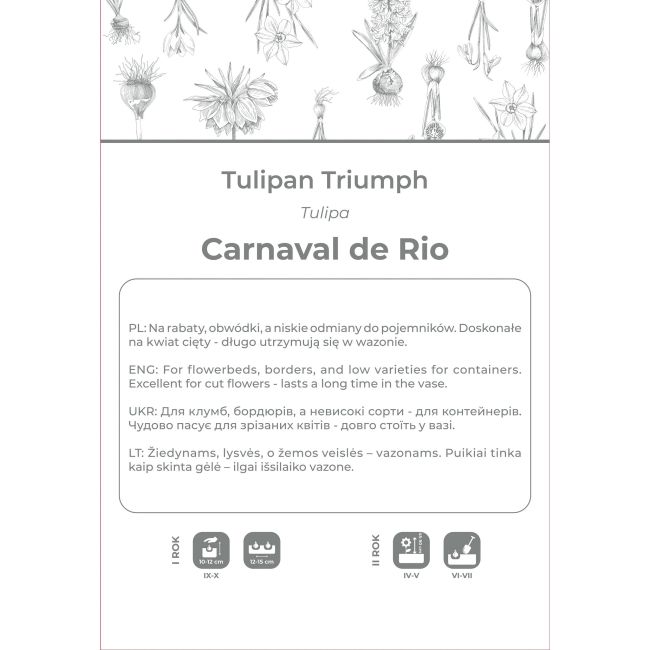 Tulipan Carnaval de Rio biały z czerwonymi smugami 4szt. - Cebule i Kłącza - W. Legutko