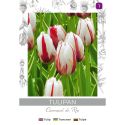 Tulipan Carnaval de Rio biały z czerwonymi smugami 4szt. - Cebule i Kłącza - W. Legutko