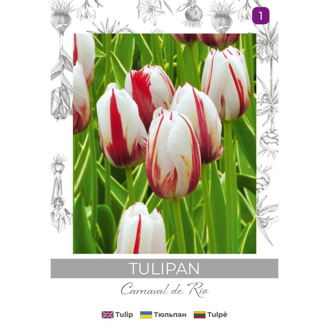 Tulipan Carnaval de Rio biały z czerwonymi smugami 4szt. - Cebule i Kłącza - W. Legutko Tulipan Carnaval de Rio biały z czerwonymi smugami 4szt. - Cebule i Kłącza - W. Legutko