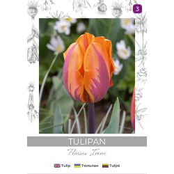 Tulipan Prinses Irene pomarańczowy z brązowymi smugami 3szt. - Cebule i Kłącza - W. Legutko Tulipan Prinses Irene pomarańczowy z brązowymi smugami 3szt. - Cebule i Kłącza - W. Legutko