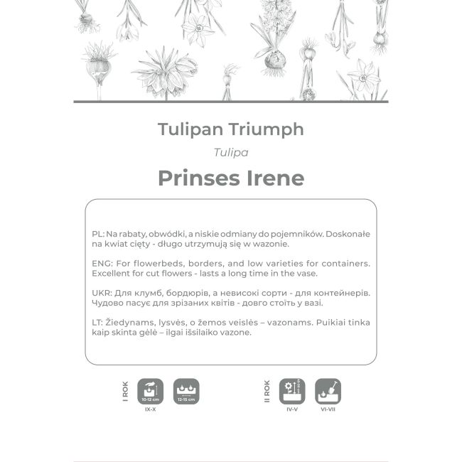 Tulipan Prinses Irene pomarańczowy z brązowymi smugami 3szt. - Cebule i Kłącza - W. Legutko