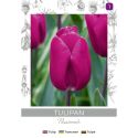 Tulipan Passionale purpurowy 4szt. - Cebule i Kłącza - W. Legutko