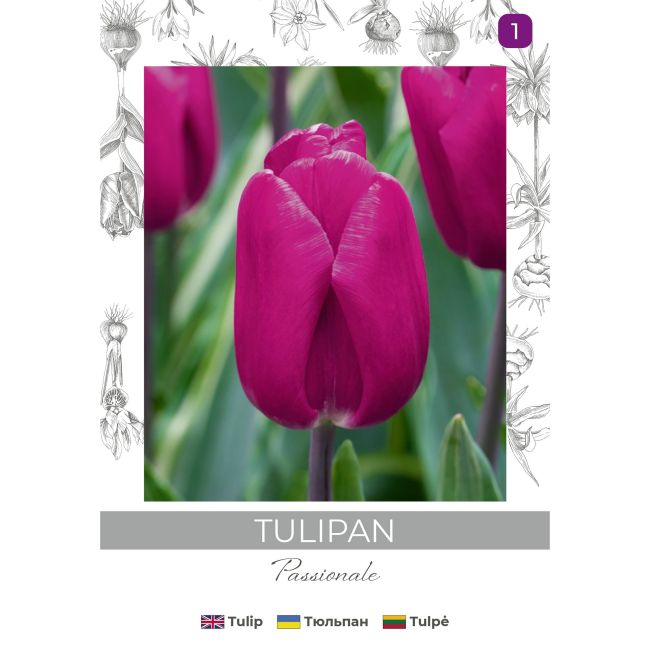 Tulipan Passionale purpurowy 4szt. - Cebule i Kłącza - W. Legutko Tulipan Passionale purpurowy 4szt. - Cebule i Kłącza - W. Legutko