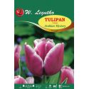 Tulipan - Triumph - Arabian Mystery - Cebule i Kłącza - W. Legutko