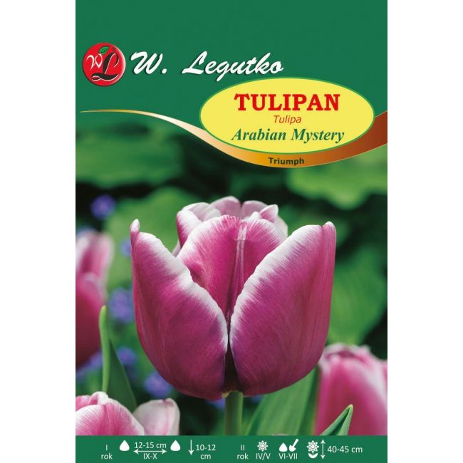 Tulipan - Triumph - Arabian Mystery - Cebule i Kłącza - W. Legutko