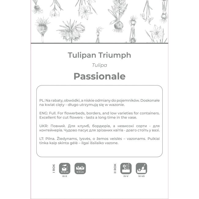 Tulipan Passionale purpurowy 4szt. - Cebule i Kłącza - W. Legutko