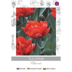 Tulipan Miranda czerwony 4szt. - Cebule i Kłącza - W. Legutko Tulipan Miranda czerwony 4szt. - Cebule i Kłącza - W. Legutko
