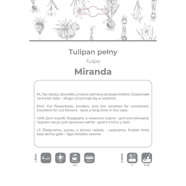 Tulipan Miranda czerwony 4szt. - Cebule i Kłącza - W. Legutko