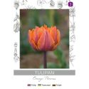 Tulipan Orange Princess pomarańczowy 3szt. - Cebule i Kłącza - W. Legutko