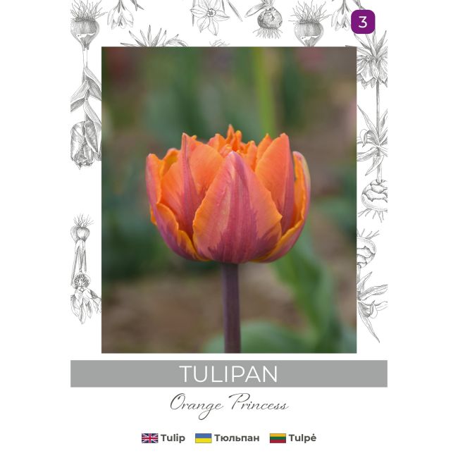 Tulipan Orange Princess pomarańczowy 3szt. - Cebule i Kłącza - W. Legutko Tulipan Orange Princess pomarańczowy 3szt. - Cebule i Kłącza - W. Legutko