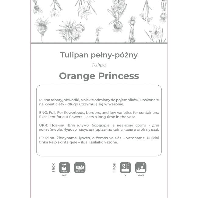 Tulipan Orange Princess pomarańczowy 3szt. - Cebule i Kłącza - W. Legutko